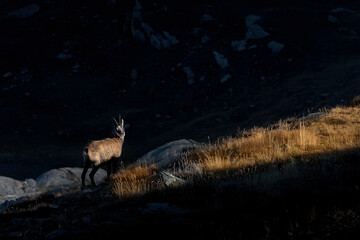 Wall Mural - The last ray of sun, fine art portrait of Alpine chamois (Rupicapra rupicapra)