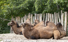 Camelidae - The Camel Family Is A Family In The Suborder Camelids In The Order Even-toed Ungulates.Her Odense Zoo,Denmark,Scandinavia,Europe