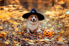 Cute Corgi Dog In Fancy Black Hat Sitting In Autumn Park With Pumpkin For Halloween