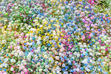 Poster - Multicolored small flowers. Beautiful floral background.