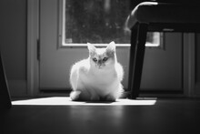 Grayscale Shot Of A White Cat Sitting In The Sunlight Passing Through A Glass Window Inside A House