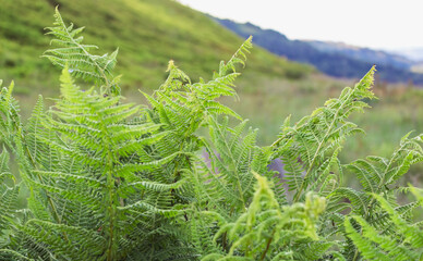 Wall Mural - fern in a mountain meadow..