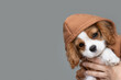 Close-up portrait of a cute puppy wearing a brown hoodie. Autumn and winter clothes for pets. Cavalier King Charles Spaniel Blenheim