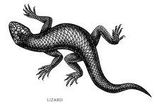 Tropical Animals Vintage Vector Illustrations Collection. Black And White Lizard.