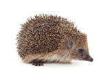 Fototapeta Zwierzęta - One brown hedgehog.