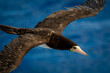 A close up of a brown booby in flight over water
