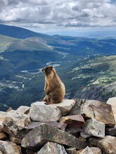 View Of A Majestic Marmot From Quandary Peak, White River National Forest, Colorado