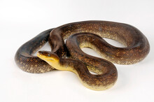 Liasis Mackloti Free Stock Photo - Public Domain Pictures