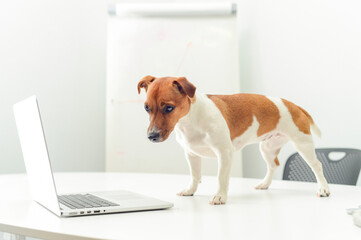 Wall Mural - dog with laptop on office desk