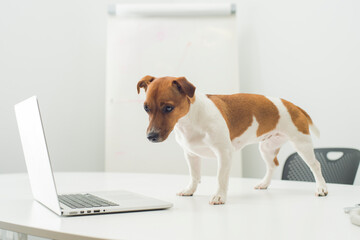 Wall Mural - dog with laptop on office desk