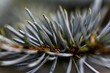 © Naro Vard/Wirestock Creators - Macro selective focus of a pine tree branch with green thorns