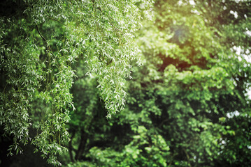 Wall Mural - Tree branches and natural green background in blur. Summer park background image and summer light