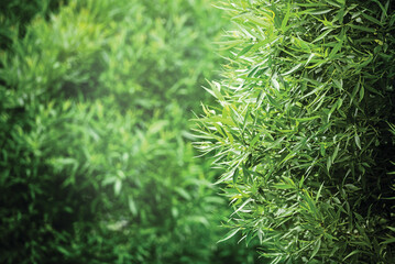 Wall Mural - Tree branches and natural green background in blur. Summer park background image and summer light