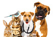 animal veterinary set on white background