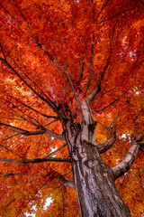 looking up the trunk of a red maple tree in full fall color