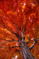 looking up the trunk of a red maple tree in full fall color