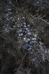 Canvas Print - Branch of a Juniper closeup with berries on