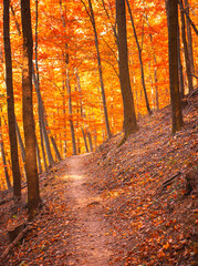 Wall Mural - Pathway in the forest at autumn