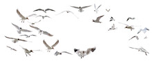 Large Group Of Flying Black-headed Gulls On White