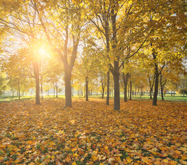 Wall Mural - golden leaves in fron of autumn maple bright trees