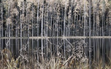 Wall Mural - tree branches in desatureted autumn forest lake