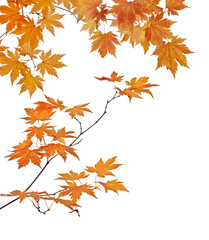 Canvas Print - maple branches with autumn leaves isolated on white