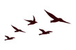 birds flying silhouettes