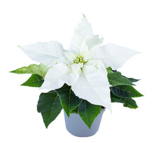 Christmas Flower Isolated On White