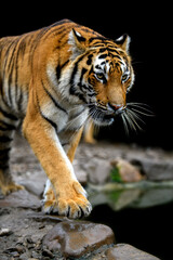 Wall Mural - Angry big tiger isolated on black background