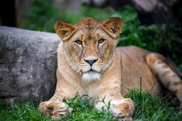 Poster - Close up female lion portrait. Wildlife scene from nature