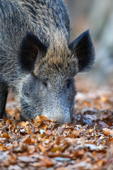 Wall Mural - male boar in an autumn forest looks for acorns in a fallen leaf