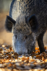 Wall Mural - male boar in an autumn forest looks for acorns in a fallen leaf