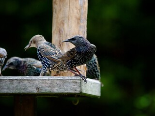 Canvas Print - Starling Perched in a Garden 