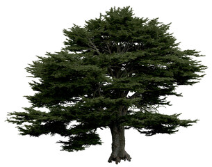 Wall Mural - 3d rendering of  Cedrus Libani PNG vegetation tree for compositing or architectural use. No Backround. 