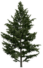 Wall Mural - 3d rendering of  Cedrus Libani PNG vegetation tree for compositing or architectural use. No Backround. 