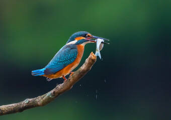 Wall Mural - Common kingfisher (Alcedo atthis) Eurasian kingfisher and river kingfisher sitting on a branch with freshly caught fish