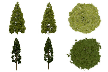 Wall Mural - 3d rendering of  Cryptomeria Japonica PNG vegetation tree for compositing or architectural use. No Backround. 
