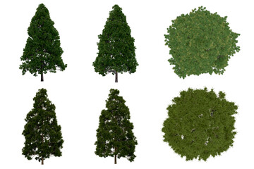Wall Mural - 3d rendering of  Cryptomeria Japonica PNG vegetation tree for compositing or architectural use. No Backround. 