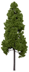 Wall Mural - 3d rendering of cryptomeria japonica png vegetation tree for compositing or architectural use. no ba