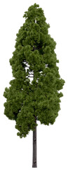 Wall Mural - 3d rendering of cryptomeria japonica png vegetation tree for compositing or architectural use. no ba