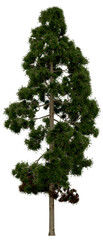 Wall Mural - 3d rendering of  Cryptomeria Japonica PNG vegetation tree for compositing or architectural use. No Backround. 