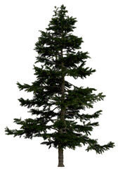 Wall Mural - 3d rendering of  Larix Decidua PNG vegetation tree for compositing or architectural use. No Backround. 