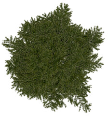 Wall Mural - 3d rendering of  Larix Decidua PNG vegetation tree for compositing or architectural use. No Backround. 