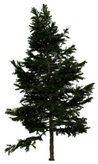 Wall Mural - 3d rendering of  Larix Decidua PNG vegetation tree for compositing or architectural use. No Backround. 