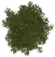 Wall Mural - 3d rendering of larix decidua png vegetation tree for compositing or architectural use. no backround
