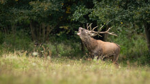 Red Deer, Cervus Elaphus, Stag Coming Out Of Forest On A Meadow While Roaring With Open Mouth. Hoofed Herbivore With Antlers Making Loud Sounds In Mating Time Period With Copy Space.