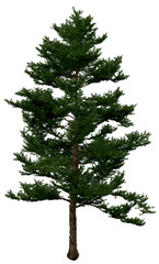 Wall Mural - 3d rendering of  Larix Kaempferi PNG vegetation tree for compositing or architectural use. No Backround. 