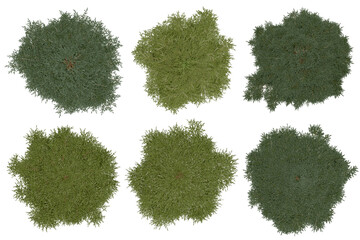 Wall Mural - 3d rendering of  Picea Rubens PNG vegetation tree for compositing or architectural use. No Backround. 