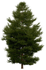 Wall Mural - 3d rendering of  Picea Rubens PNG vegetation tree for compositing or architectural use. No Backround. 