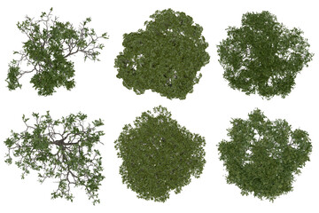 Wall Mural - 3d rendering of pinus picea png vegetation tree for compositing or architectural use. no backround.